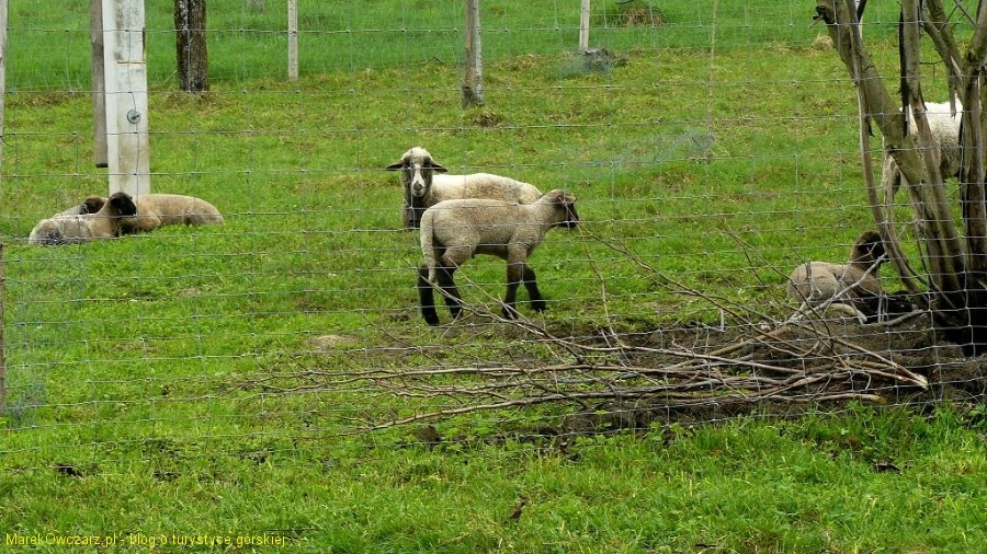 słodkie owieczki na szlaku
