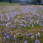 Krokusy na Polanie Chochołowskiej i zimowy Time-lapse w Tatrach