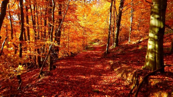 jesienny las w Bieszczadach